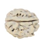 1 Mukhi Rudraksha 17.7mm 2.08gm - Rudraksha back