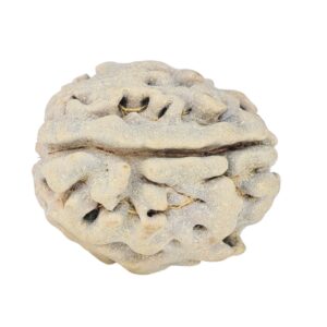 1 Mukhi Rudraksha 17.7mm 2.08gm - Rudraksha back