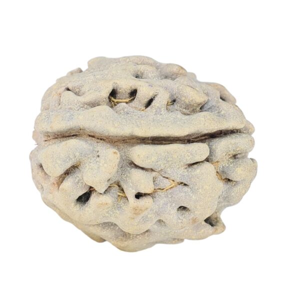 1 Mukhi Rudraksha 17.7mm 2.08gm - Rudraksha back