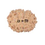14 Mukhi Rudraksha 19.7mm 2gm - Rudraksha back