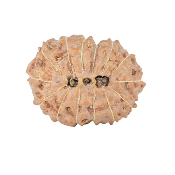 14 Mukhi Rudraksha 19.7mm 2gm - Rudraksha back