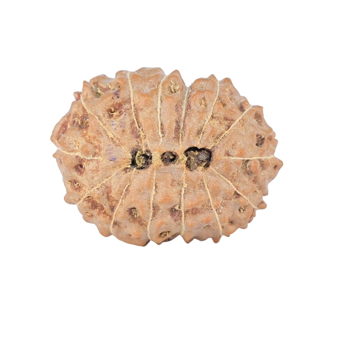 14 Mukhi Rudraksha 19.7mm 2gm - Rudraksha back