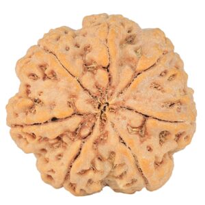 7 Mukhi Rudraksha 29.4mm 7.61gm - Rudraksha back