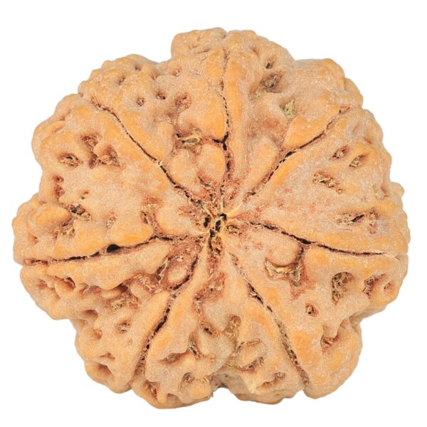 7 Mukhi Rudraksha 29.4mm 7.61gm - Rudraksha back