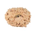 14 Mukhi Rudraksha 20mm 1.94gm - Rudraksha back