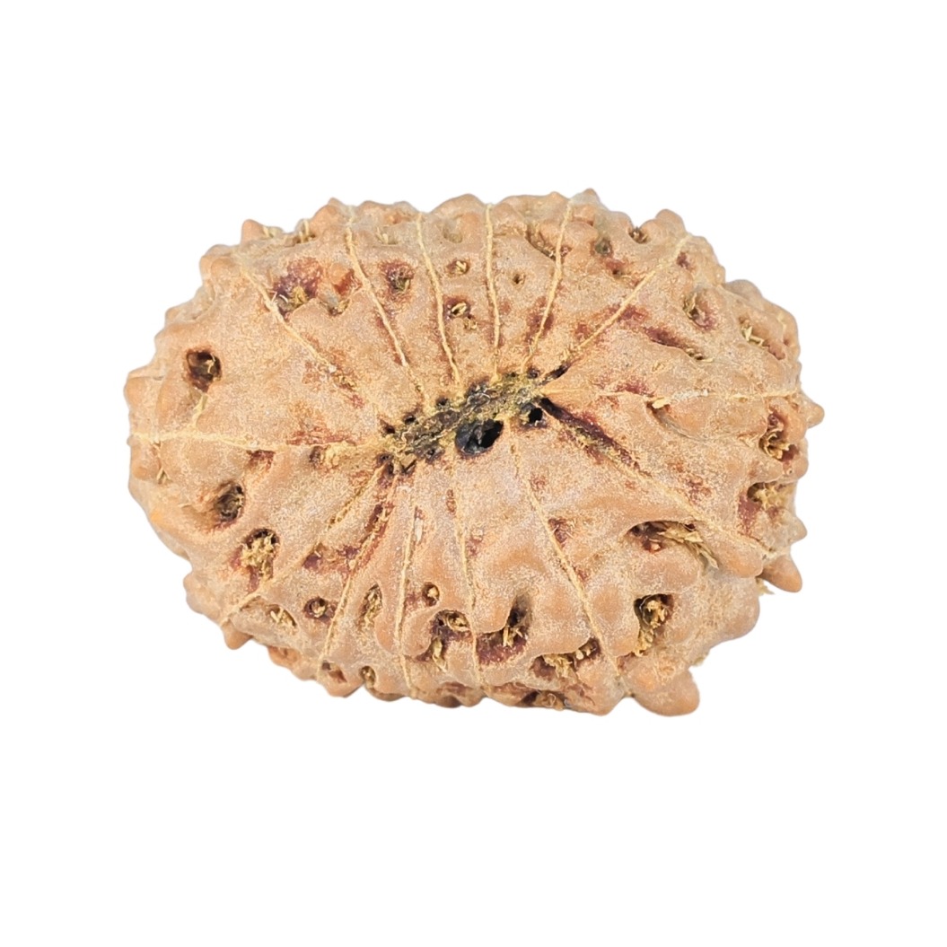 14 Mukhi Rudraksha 20mm 1.94gm - Rudraksha back