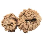 18 MK Gaurishankar 38.5mm 5.49gm - Rudraksha back