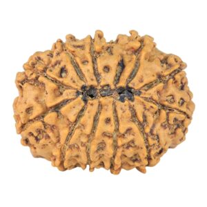 11 Mukhi Rudraksha 26.6mm 3.58gm - Rudraksha back