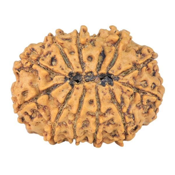 11 Mukhi Rudraksha 26.6mm 3.58gm - Rudraksha back