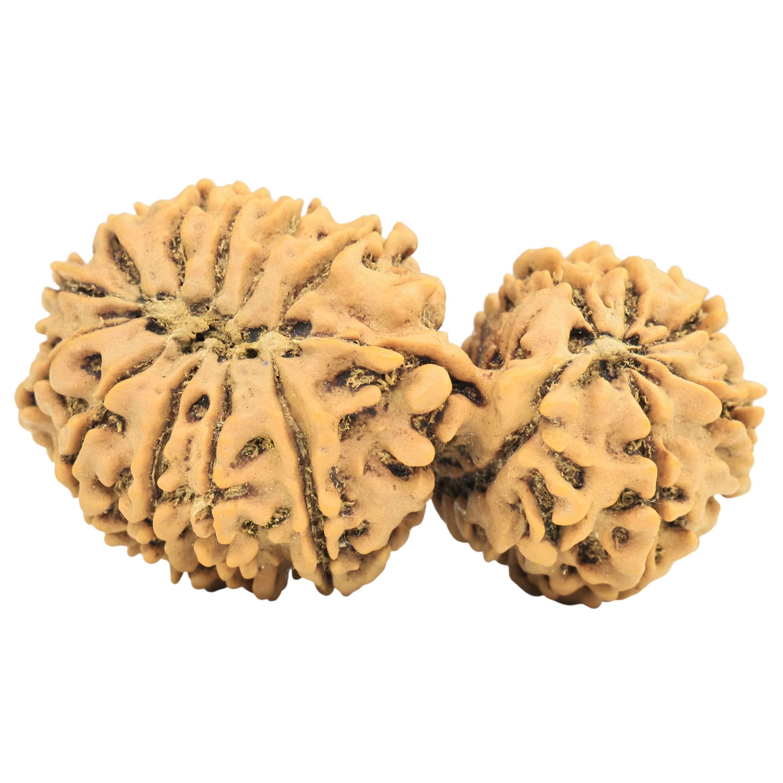 17 MK Gaurishankar 39.1mm 6.48gm - Rudraksha back