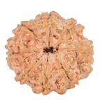 8 Mukhi Rudraksha 21.1mm 2.8gm - Rudraksha back