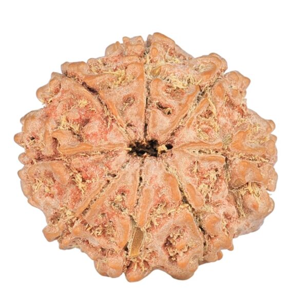 8 Mukhi Rudraksha 21.1mm 2.8gm - Rudraksha back