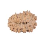 14 Mukhi Rudraksha 22.6mm 2.38gm - Rudraksha back