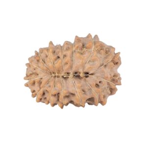 14 Mukhi Rudraksha 22.6mm 2.38gm - Rudraksha back