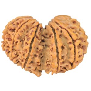 14 Mk Gaurishankar 29.1mm 3.79gm - Rudraksha back