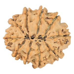 10 Mukhi Rudraksha 24.1mm 3.32gm - Rudraksha back