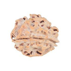 1 Mukhi Rudraksha 18.5mm 1.81gm - Rudraksha back