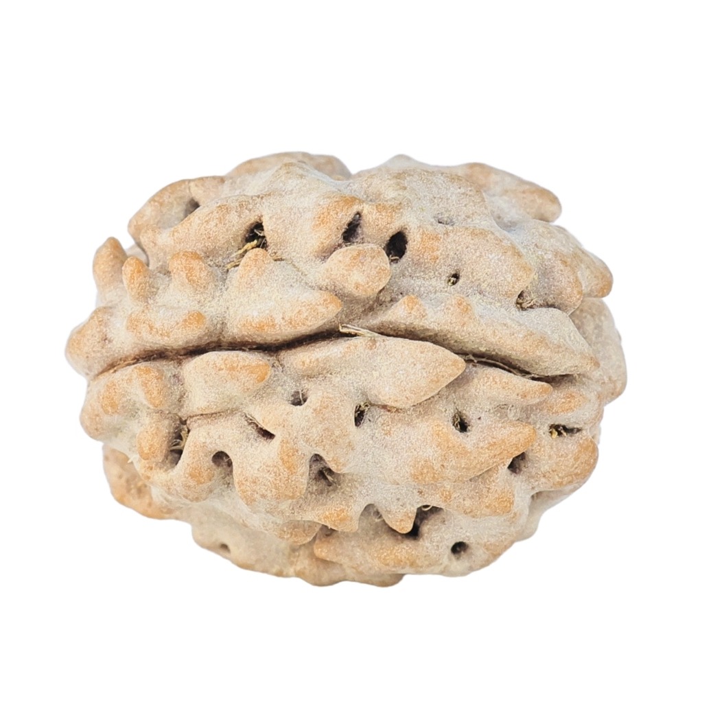 1 Mukhi Rudraksha 17.4mm 1.76gm - Rudraksha back
