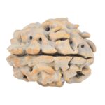 1 Mukhi Rudraksha 21.6mm 2.8gm - Rudraksha back