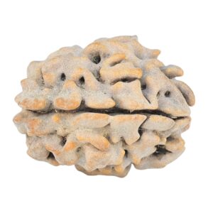 1 Mukhi Rudraksha 21.6mm 2.8gm - Rudraksha back