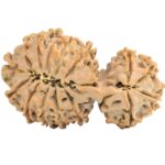 16 MK Gaurishankar 38mm 6.83gm - Rudraksha back