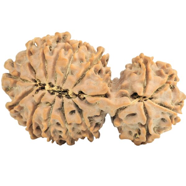 16 MK Gaurishankar 38mm 6.83gm - Rudraksha back