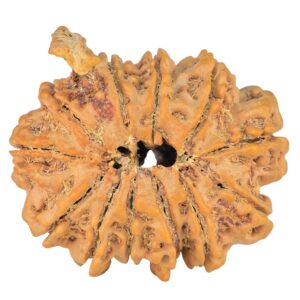 12 Mukhi Ganesh 34.3mm 9.38gm - Rudraksha back