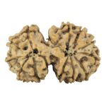 14 Mk Gaurishankar 32mm 5.06gm - Rudraksha back