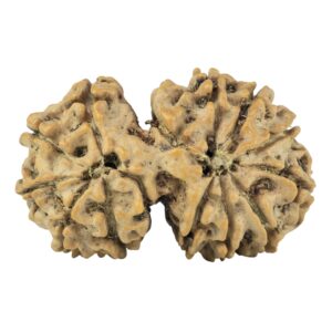 14 Mk Gaurishankar 32mm 5.06gm - Rudraksha back