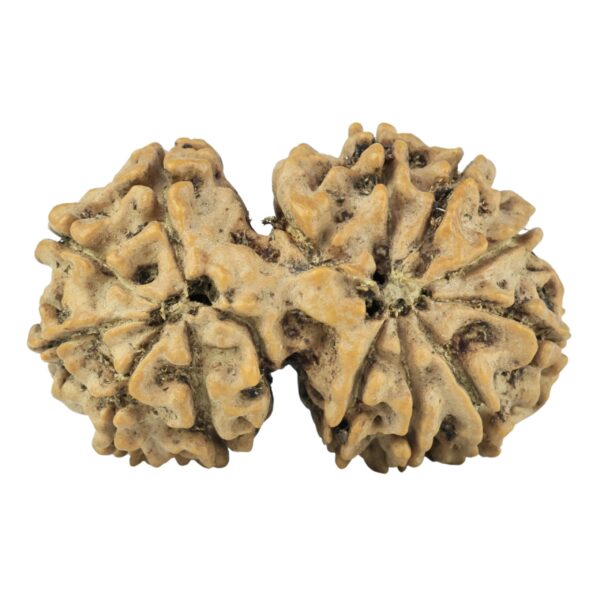 14 Mk Gaurishankar 32mm 5.06gm - Rudraksha back