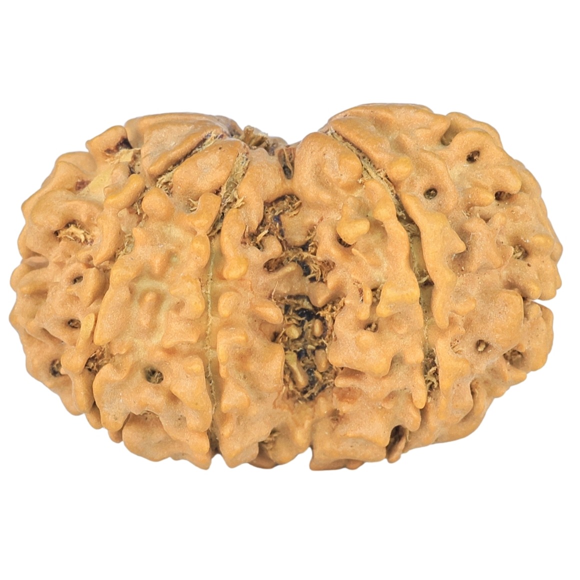 9 MK Gaurishankar 28.2mm 3.27gm - Rudraksha back