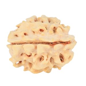 1 Mukhi Rudraksha 20mm 2.18gm - Rudraksha back