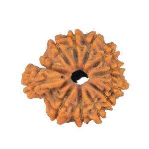 Sawar/Ganesh (11+1) 20mm 1.87gm - Rudraksha back