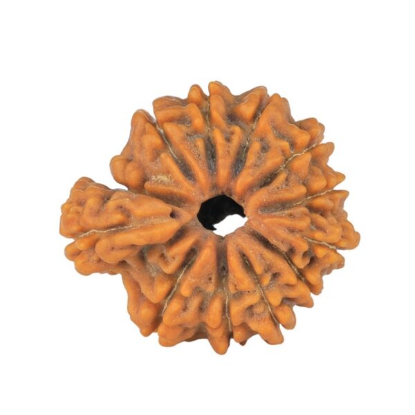 Sawar/Ganesh (11+1) 20mm 1.87gm - Rudraksha back