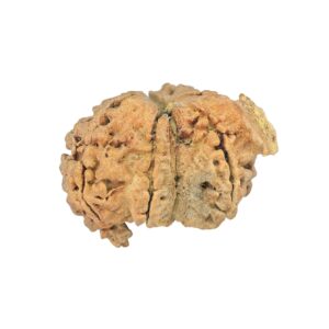 7 Mukhi G.S & Ganesh 26mm 3.28gm - Rudraksha back