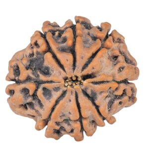 8 Mukhi Rudraksha 20.7mm 2.7gm - Rudraksha back