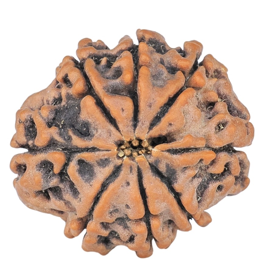8 Mukhi Rudraksha 20.7mm 2.7gm - Rudraksha back
