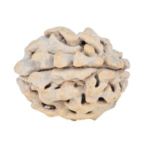 1 Mukhi Rudraksha 17.7mm 1.57gm - Rudraksha back