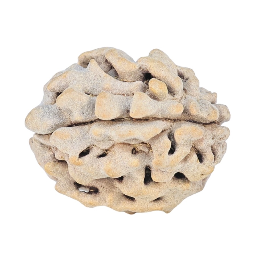 1 Mukhi Rudraksha 17.7mm 1.57gm - Rudraksha back