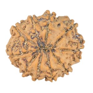 10 Mukhi Rudraksha 23.7mm 3.18gm - Rudraksha back
