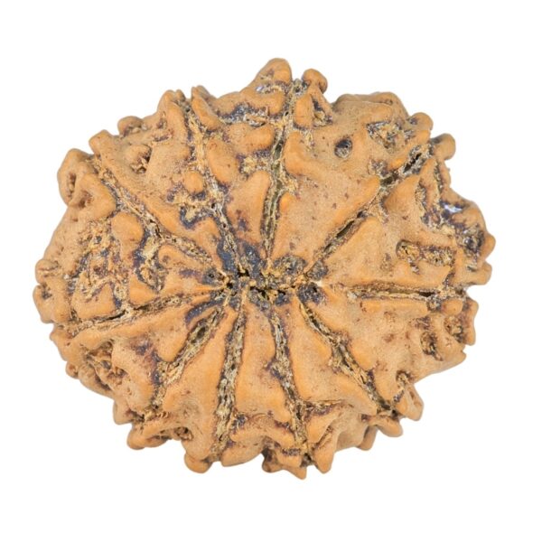 10 Mukhi Rudraksha 23.7mm 3.18gm - Rudraksha back