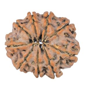 9 Mukhi Rudraksha 22.4mm 3.24gm - Rudraksha back