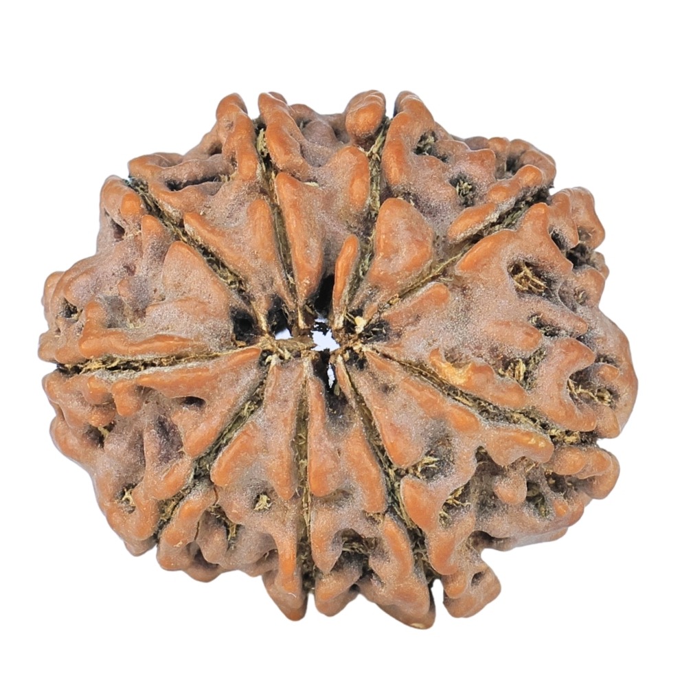 9 Mukhi Rudraksha 22.4mm 3.24gm - Rudraksha back