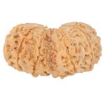 10 Mk Gaurishankar 36mm 6.38gm - Rudraksha back