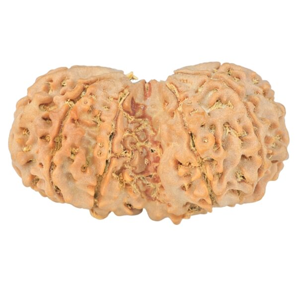 10 Mk Gaurishankar 36mm 6.38gm - Rudraksha back