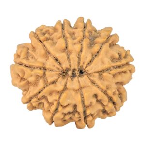 10 Mukhi Rudraksha 29.4mm 5.86gm - Rudraksha back