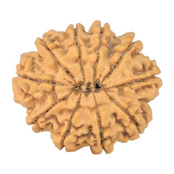 10 Mukhi Rudraksha 29.4mm 5.86gm - Rudraksha back