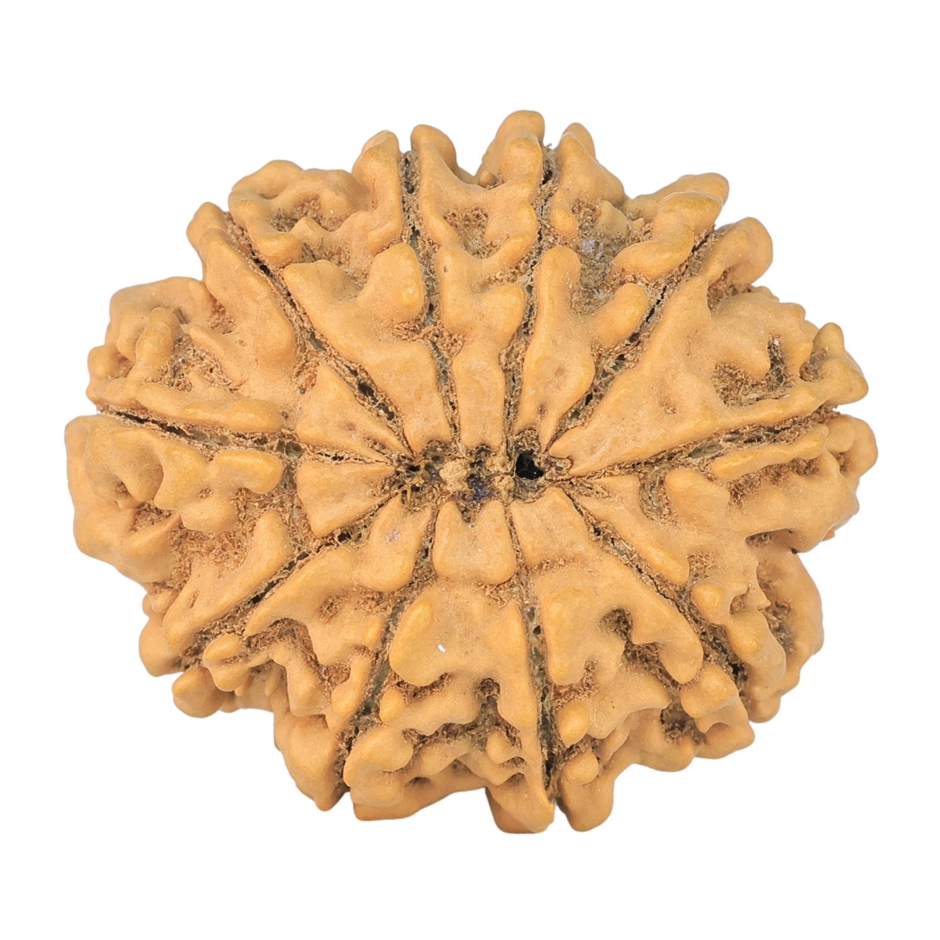 10 Mukhi Rudraksha 29.4mm 5.86gm - Rudraksha back