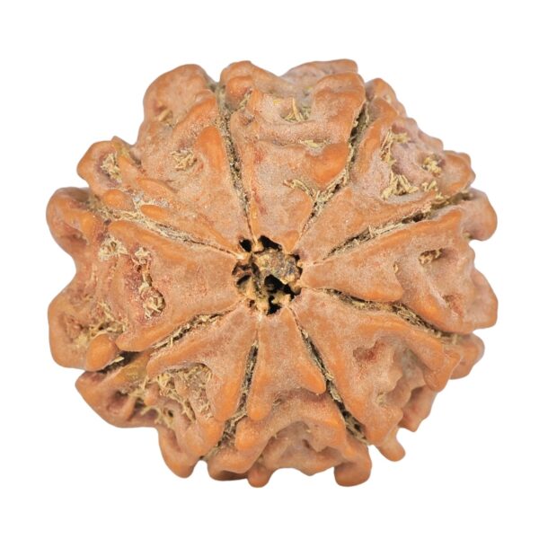 8 Mukhi Rudraksha 23.8mm 4.56gm - Rudraksha back