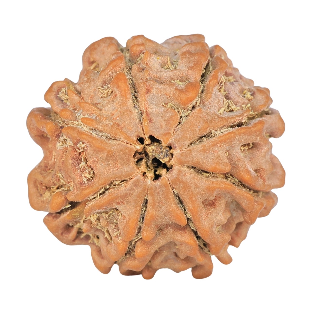 8 Mukhi Rudraksha 23.8mm 4.56gm - Rudraksha back